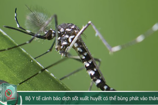 Bộ Y tế cảnh báo dịch sốt xuất huyết có thể bùng phát vào tháng 11,12