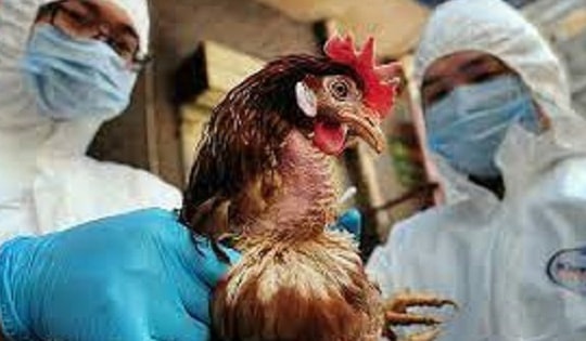 Trước nguy cơ lây nhiễm cúm gia cầm sang người: Bộ Y tế khuyến cáo 4 biện pháp phòng chống cần biết