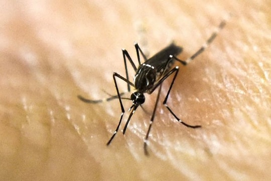 Bị muỗi vằn đốt, ngoài sốt xuất huyết cần phòng nguy cơ nhiễm bệnh sốt vàng