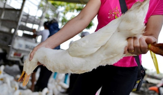 Cúm gia cầm lây sang người bằng cách nào?