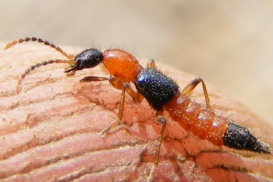 Cách xử lý khi cơ thể tiếp xúc với kiến ba khoang