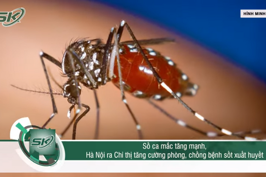 Bệnh nhân mắc sốt xuất huyết tăng mạnh, Hà Nội ra chỉ thị tăng cường phòng, chống dịch bệnh 