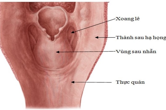Nguyên nhân và phương pháp điều trị bệnh ung thư xoang lê
