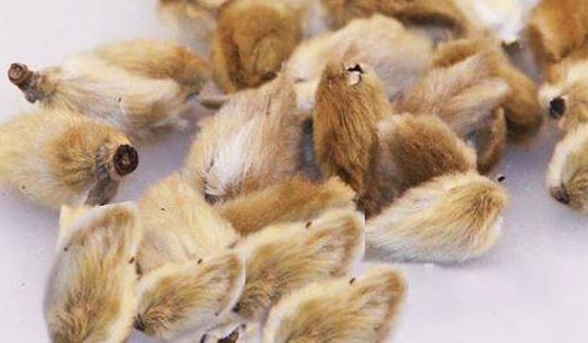 Bài thuốc chữa viêm mũi dị ứng do lạnh