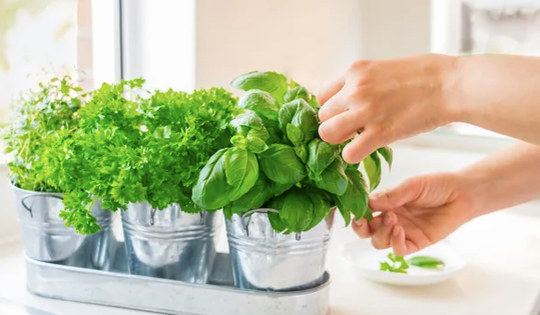 5 loại thảo mộc tăng cường sức khỏe nên trồng trong nhà bếp