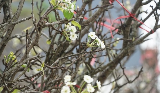 Hoa lê rừng “xuống phố” mang hương Tết sớm về Hà Thành