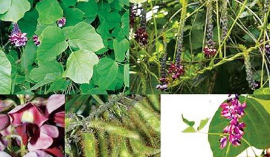 8 bài thuốc từ tinh bột sắn dây trị bệnh thường gặp