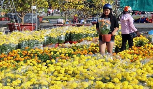 Thị trường hoa Tết Quý Mão 2023 dự báo tăng giá mạnh