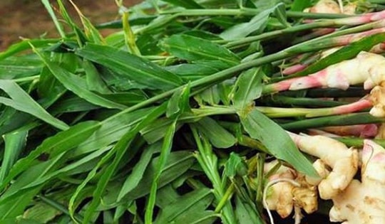 Gừng - Vị thuốc quý cho ngày đông lạnh giá
