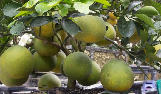 Bưởi bonsai xuống phố phục vụ khách chơi Tết, chậu độc lạ tuổi đời 50 năm giá bán 100 triệu đồng