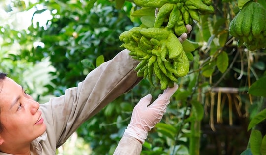 Làng trồng phật thủ chuẩn bị vào vụ Tết