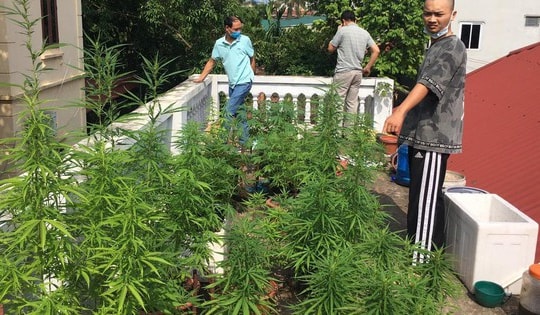 Xuất hiện các loại ma tuý mới, công nghệ trồng cần sa tinh vi