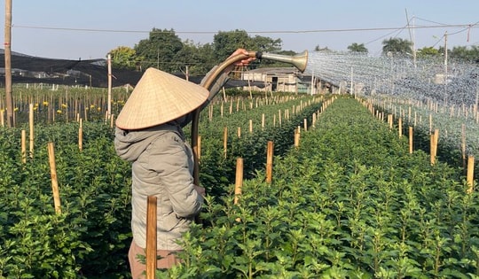 Làng hoa Tây Tựu tất bật vào vụ Tết