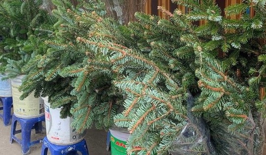 Nhiều người lựa chọn loại cành thông để trang trí Giáng sinh