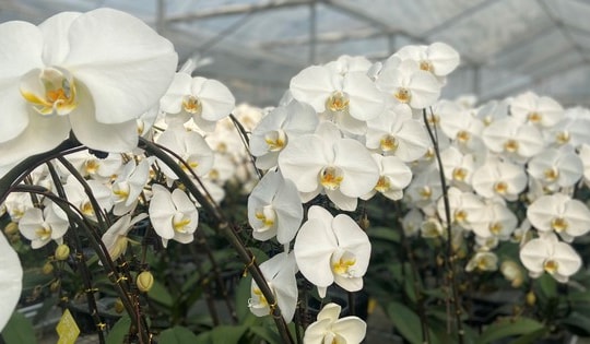 Lan hồ điệp khoe sắc, sẵn sàng cung ứng trong dịp Tết Nguyên đán