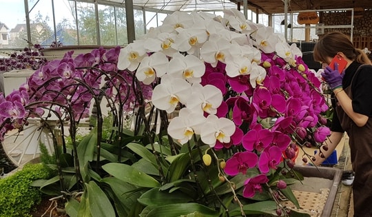 Cách chăm hoa lan để tươi đẹp cả tháng đón Tết