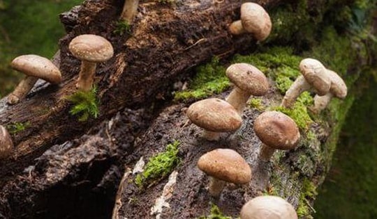 Nấm hương tốt cho người mỡ máu, tăng huyết áp