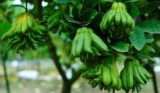 Làng Phật thủ giữa lòng Hà Nội tất bật vào vụ thu hoạch phục vụ Tết Quý Mão