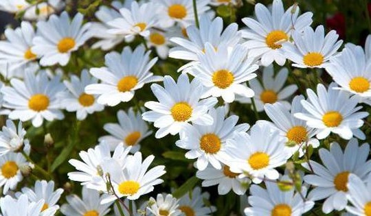 Dùng hoa cúc phòng ngừa tăng huyết áp thế nào?