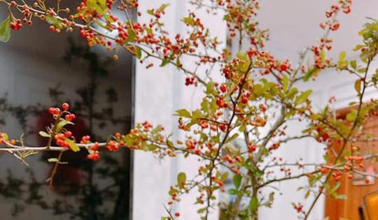 Những cành hoa độc lạ có thể bạn chưa từng nghe tên nhưng khiến dân chơi mê mẩn ngày Tết