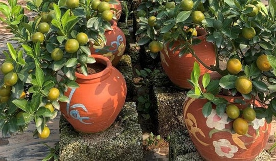 Quất bonsai vẫn được ưa chuộng trưng bày Tết Quý Mão