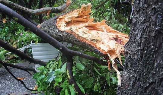 Dựng rạp làm đám cưới, chú rể không may bị cây đè tử vong