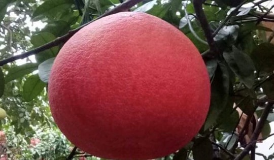 Độc lạ với làng trồng bưởi đỏ duy nhất tại Hà Nội