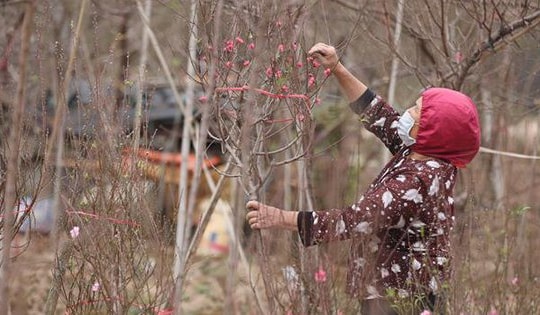 Miền Bắc nắng ấm đến hết tết ông Công ông Táo