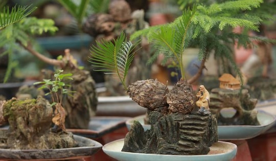 Vạn tuế mini bonsai 20 năm tuổi xuống phố, phục vụ người chơi Tết Quý Mão 2023