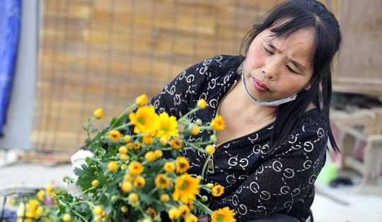 Hoa nở “lệch múi giờ”, nông dân Hà Nội thu hoạch sớm để bảo quản nhà lạnh, chờ phục vụ người chơi đúng dịp Tết