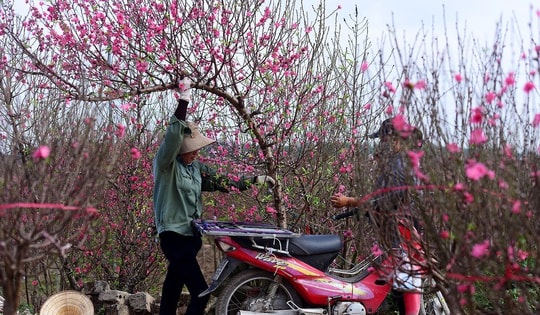 Chăm sóc hoa đào thế nào để nở đúng Tết, lâu rụng cánh?