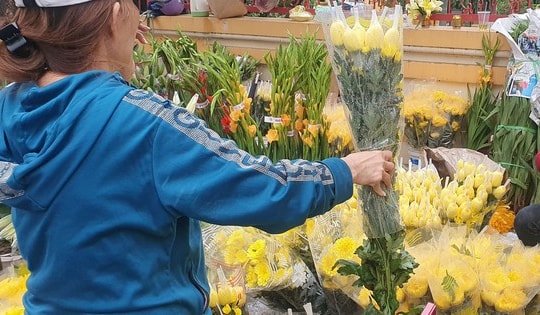 Hoa cúc đắt hàng, giá tăng trước Tết Nguyên đán