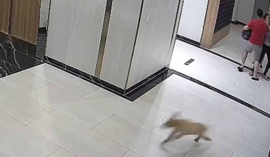 Chủ "bênh" chó hành hung người khác bị xử lý hình sự hay hành chính?