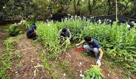Trồng cây thuốc phiện trong vườn làm thuốc chữa bệnh bị xử lý ra sao?
