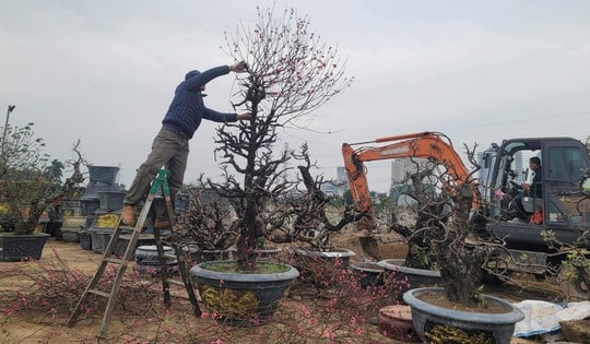 Làng đào Nhật Tân tất bật chăm sóc cây sau Tết