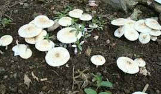 Đã có trường hợp tử vong vì sử dụng nấm độc, cây rừng: Bộ Y tế nhắc tăng cường phòng chống ngộ độc