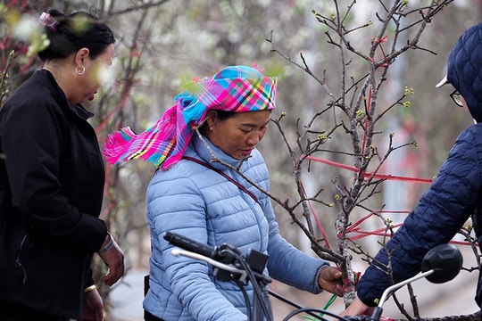 Người miền núi vượt gần 500km mang hoa lê xuống phố để người Hà Nội chơi xuân