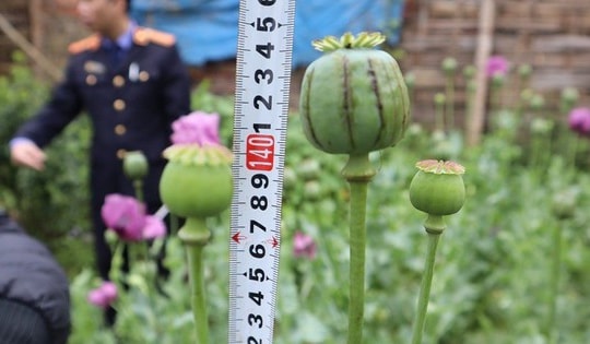 Liên tiếp phát hiện người dân sản xuất ma túy "tại nhà"