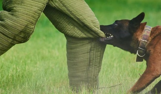 Cách xử lý an toàn khi bị chó tấn công