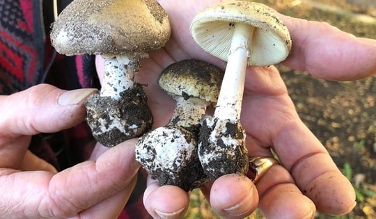 Diễn biến mới vụ ngộ độc nấm tại Mai Châu, Hòa Bình