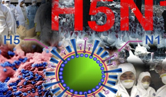 TP.HCM giám sát chặt người nhập cảnh, phòng chống bệnh cúm A (H5N1)