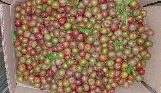 Vì sao mận trái mùa giá đắt gấp 5 lần mận chính vụ vẫn hút khách?