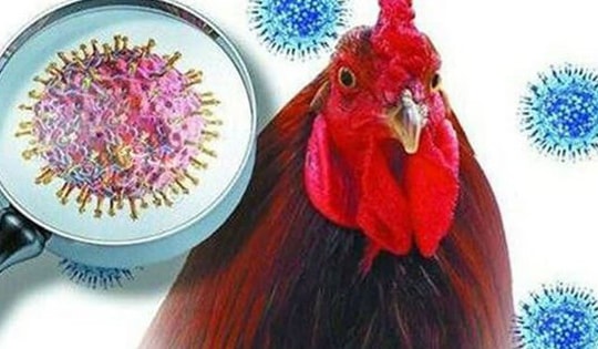 Cúm A(H5N1) khiến 1 người ở Campuchia tử vong, Bộ Y tế yêu cầu tăng cường phòng, chống cúm gia cầm lây sang người