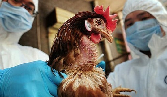 Hà Nội yêu cầu tăng cường phòng, chống dịch cúm từ gia lầm lây sang người