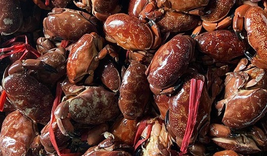 Ví như cua Hoàng đế, loại cua này thơm ngon mà giá lại rẻ bất ngờ