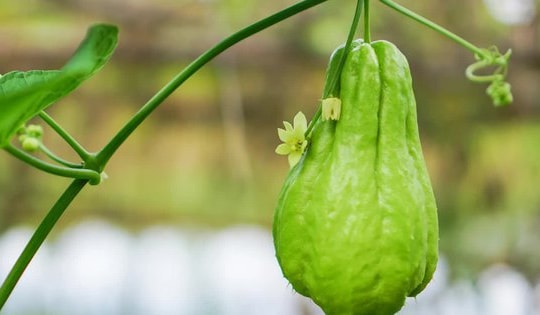 Có thể bị thiếu dinh dưỡng do ăn su su sai cách