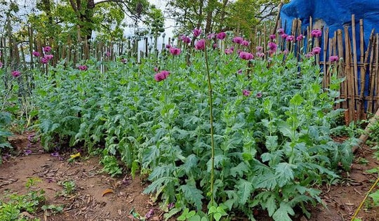 Người phụ nữ trồng hơn 200 cây thuốc phiện trong vườn nhà