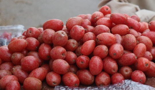 Quả nhót đầu mùa giá tới 100.000 đồng/kg vẫn cháy hàng