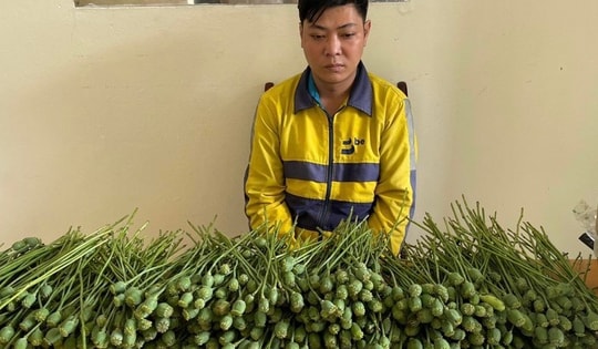 Thanh niên bày bán 5 kg cây thuốc phiện trước cổng trường