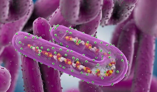 Căn bệnh nguy hiểm mà WHO và Bộ Y tế yêu cầu giám sát chặt chẽ có khả năng lây truyền và tử vong cao lên tới 88%